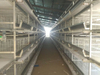 Broiler Cage System