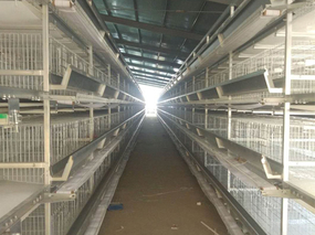 Broiler Cage System